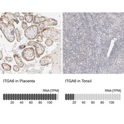 Integrin alpha 6/CD49f Antibody, Novus Biologicals 25 &mu;L; Unlabeled:Antibodies,